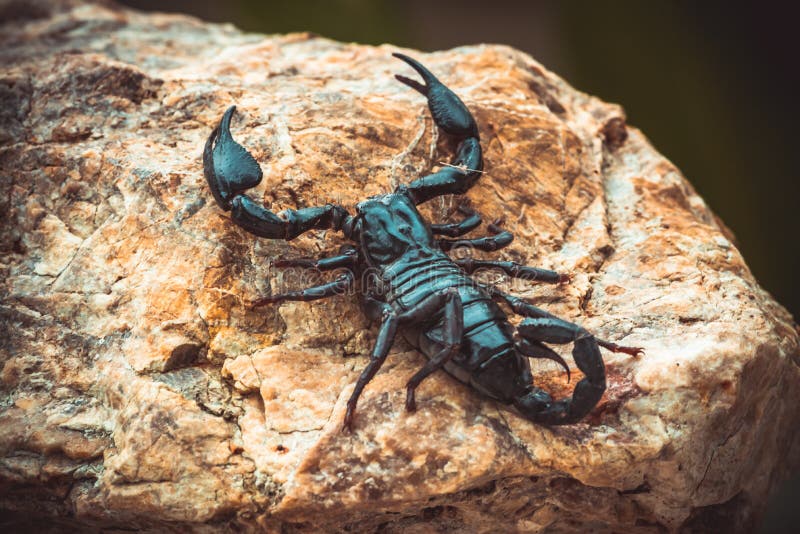 A Black Scorpion in Nature Wildlife Live Stone on Big Stone at Forest.  Stock Photo - Image of brown, hunter: 169048202