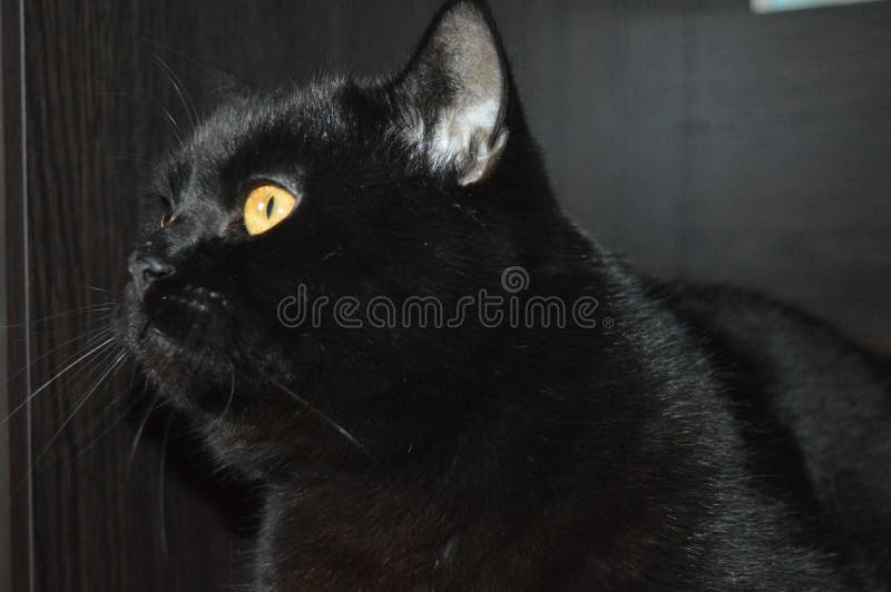 Black Scottish Cat. a Beautiful Cat Stock Image Image of straight