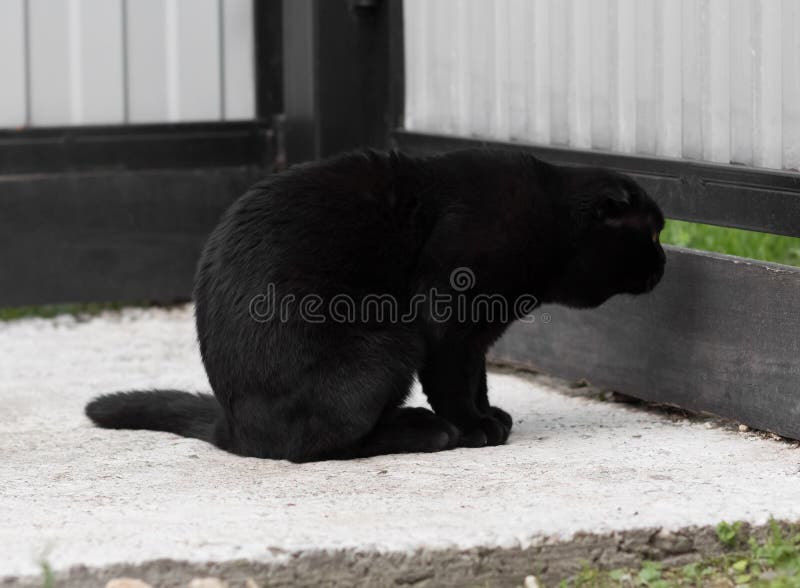 Black Scottish Fold Cat Peeps Stock Photo Image of playful, peeking