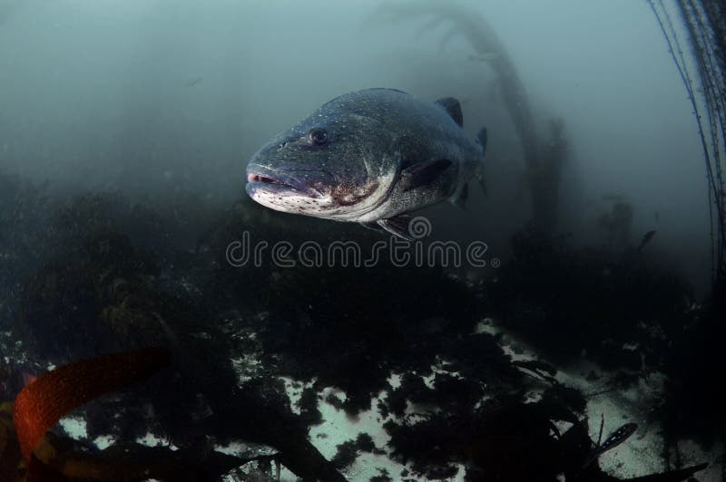 Black Sea Bass stock image. Image of marine, underwater 31416295