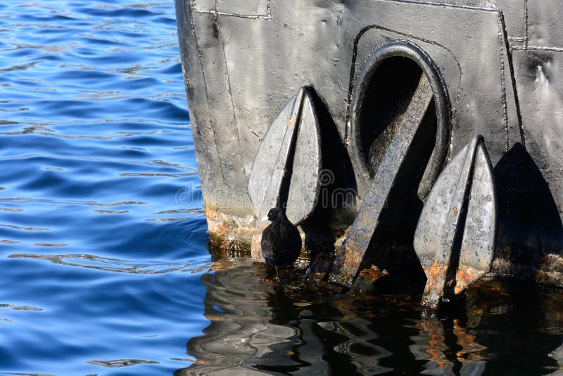 Black sea bird standing on a rusty anchor stock images Black sea bird standing on a rusty anchor stock images