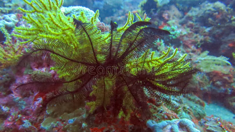 Black Sea Lily with green-yellow coral in the background. Crinoidea on blue reef in Bali sea.Tropical colorful underwater plant on the coral reef. Underwater photography. Tropical aquatic life