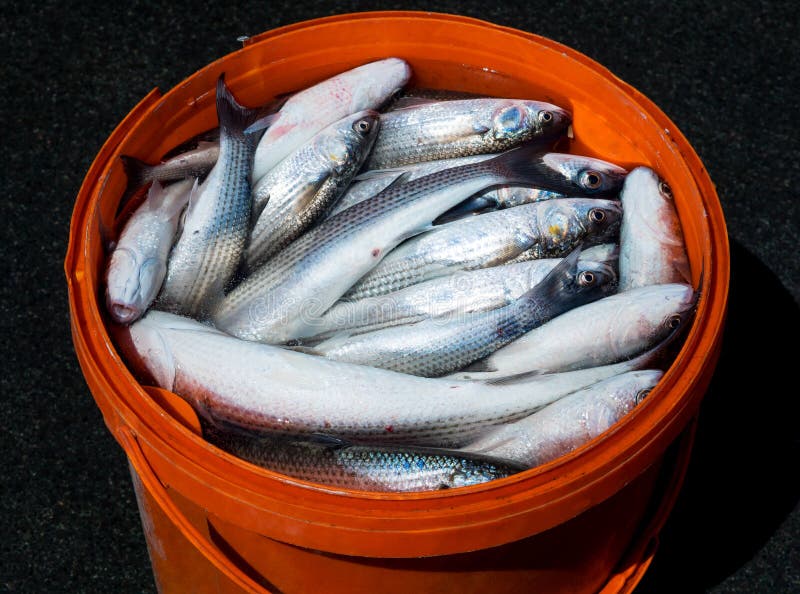 Bucket Fish Mullet Stock Photos - Free & Royalty-Free Stock Photos