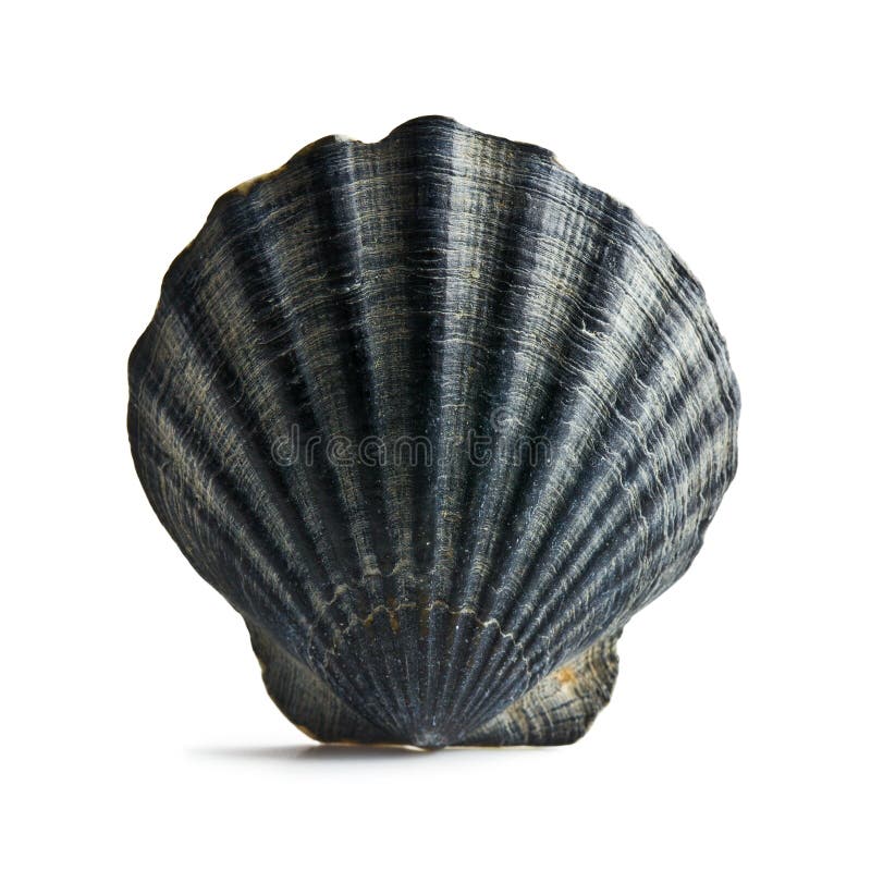 Black sea shell stock image. Image of marine, ocean, pattern