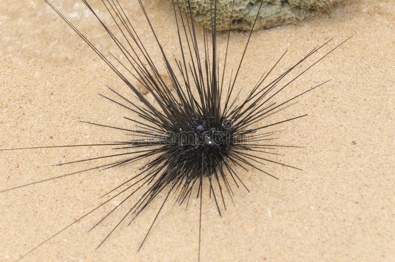 Black Sea Urchin on Sand, Thailand, Koh Chang Island Stock Image - Image of brown, hedgehog: 131840547 Black Sea Urchin on Sand, Thailand, Koh Chang Island Stock Image - Image of brown, hedgehog: 131840547