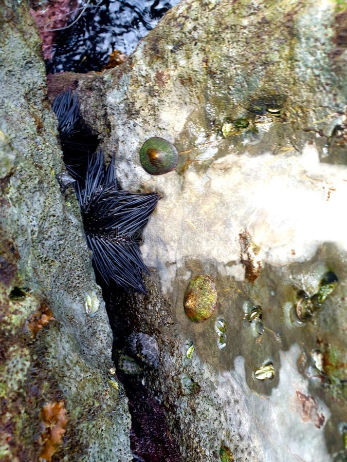 Black sea urchin and some slugs on the beach stones royalty free stock image Black sea urchin and some slugs on the beach stones royalty free stock image