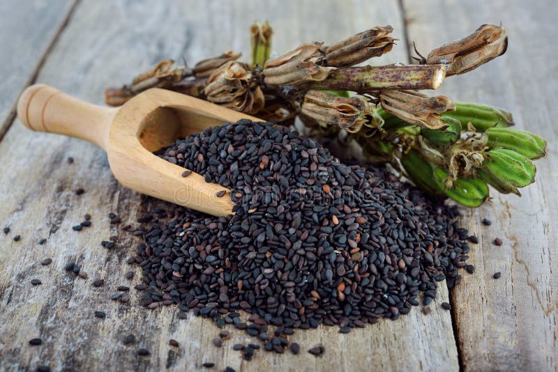 Black Sesame Seed and Sesame Pods with Stem on Wooden Table Stock Image