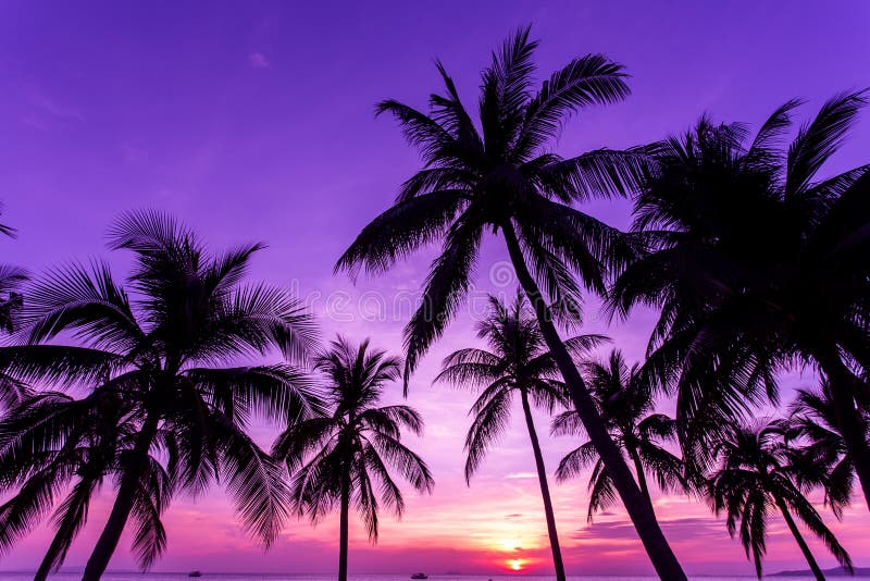 The black shadow of the coconut trees by the beach after the sun sets, the sky is purple