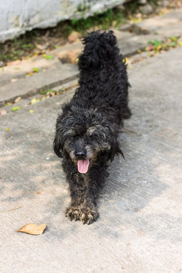Black Shaggy Dog Poodle Mongrel Stock Image Image of animals