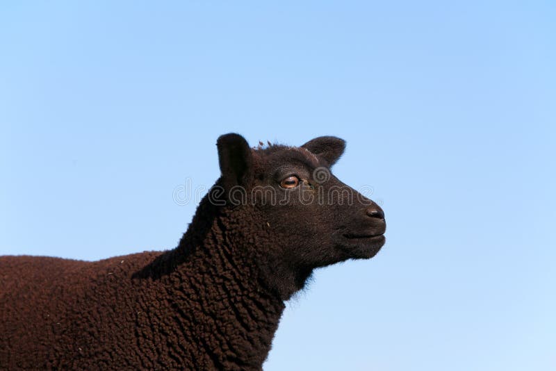 Black sheep stock photo. Image of field, livestock, holland 19632580