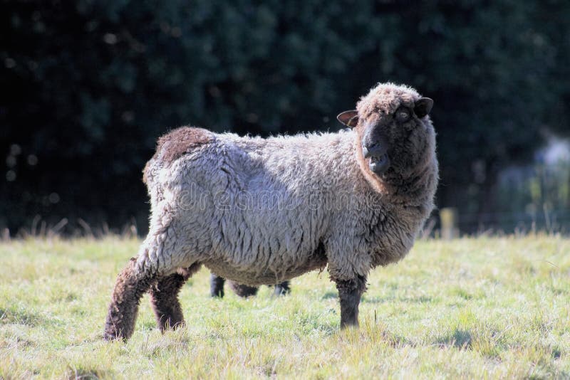 Black Sheep stock image. Image of fleece, outdoor, breed 75526705