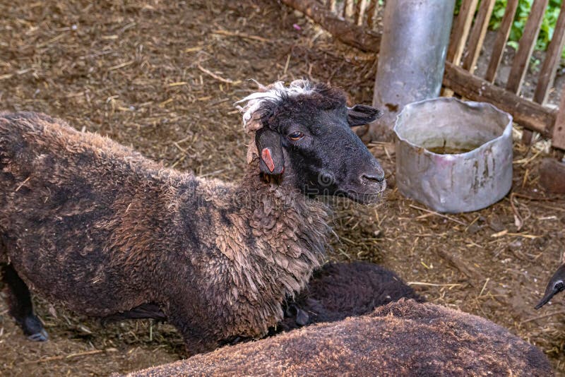 Young Black Sheep. in the Courtyard of a Village House Stock Image