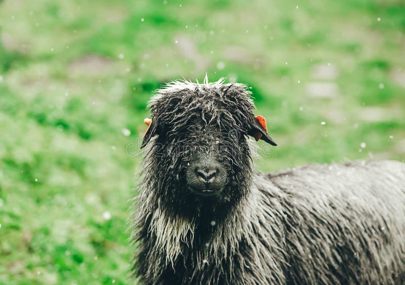 Black Sheep Looking at Camera on the Green Meadow. it is Snowing Stock Photo - Image of portrait, field: 153641572 Black Sheep Looking at Camera on the Green Meadow. it is Snowing Stock Photo - Image of portrait, field: 153641572