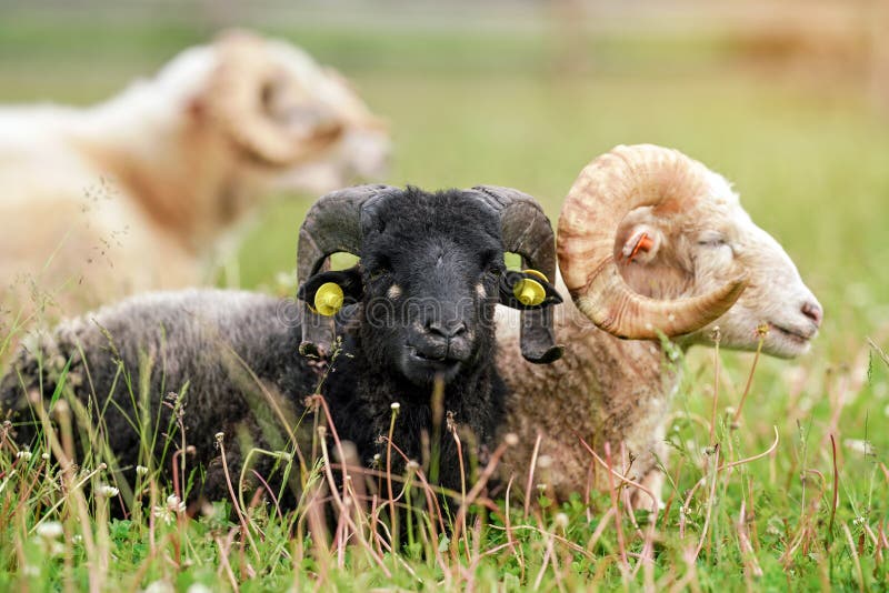 Black sheep with twisted horns, Traditional Slovak breed - Original Valaska  resting in spring meadow grass, eyes half closed,