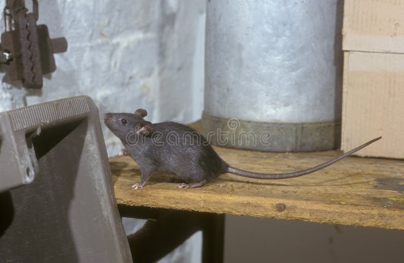 Black or Ship Rat, Rattus Rattus Stock Image Image of gerbil, fauna