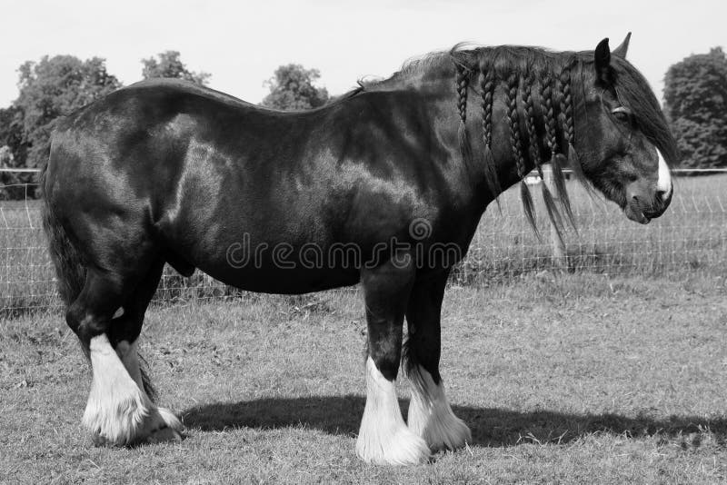 Black Shire horse