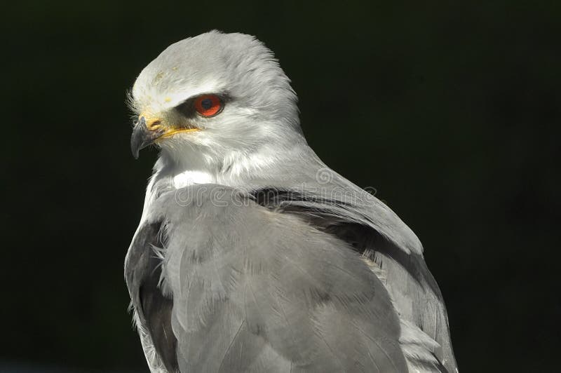 Black-shouldered kite