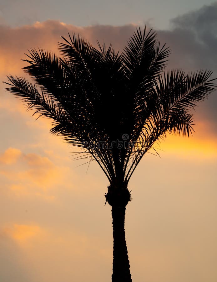 Black Silhouettes of Palm Trees on the Background of the Sunset. Stock