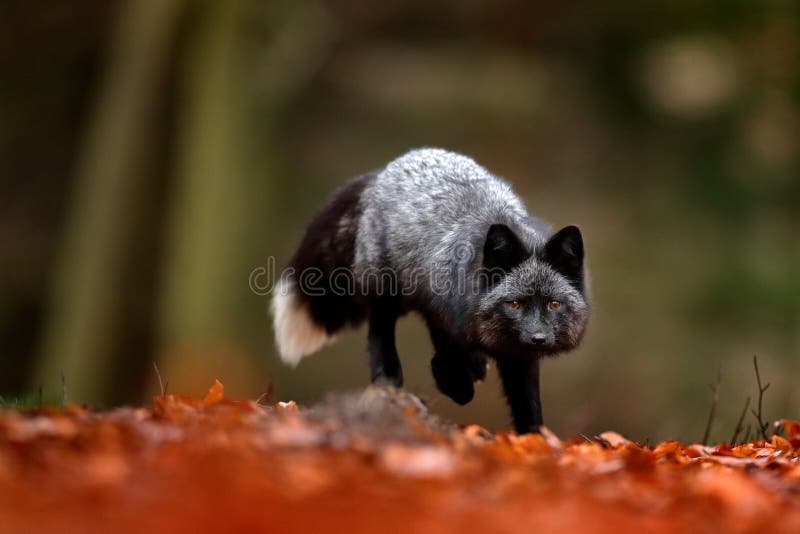 Black Silver Fox, Rare Form. Dark Red Fox Playing in Autumn Forest. Animal  Jump in Fall Wood. Wildlife Scene from Wild Nature Stock Image - Image of  outdoor, flower: 196612721
