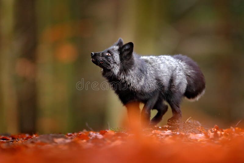 Black Silver Fox, Rare Form. Dark Red Fox Playing in Autumn Forest.  Wildlife Scene from Wild Nature. Funny Image from Russia Stock Photo -  Image of canine, black: 200957176