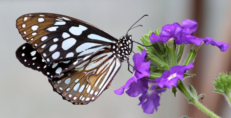 black sittande white för fjärilsblommapurplen royaltyfria bilder black sittande white för fjärilsblommapurplen royaltyfria bilder