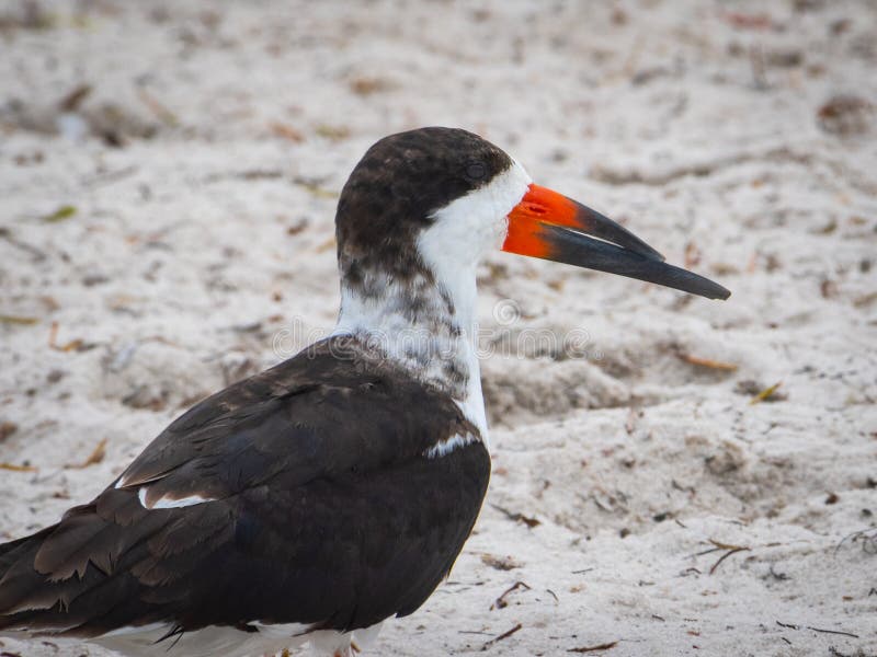 1,092 Black Skimmer Bird Stock Photos Free & RoyaltyFree Stock