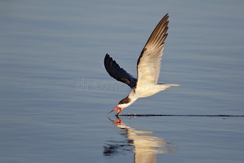 Black Skimmer Feeding in the Gulf of Mexico, Florida Stock Photo