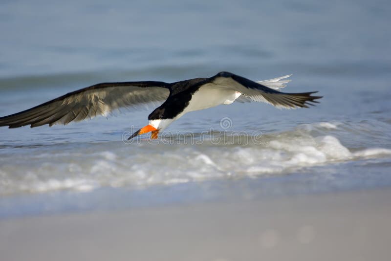 Black Skimmer fishing the surf line