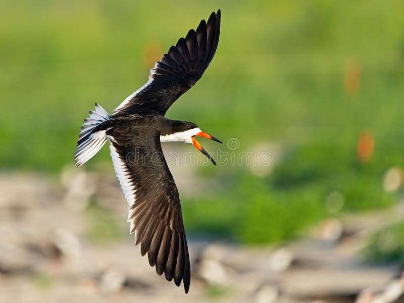 A Black Skimmer in Flight stock photo. Image of shorebird 251837394