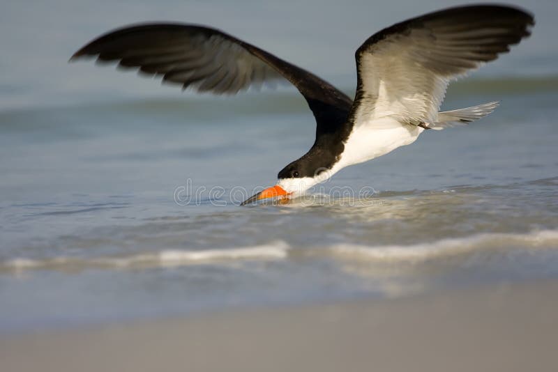 Black Skimmer skimming the surf