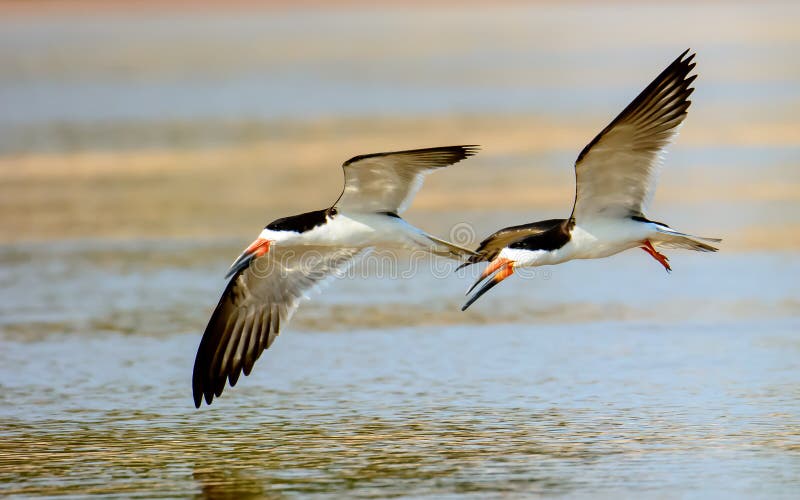 Skimmers in Flight, Ternlike Birds in the Family Laridae Over the
