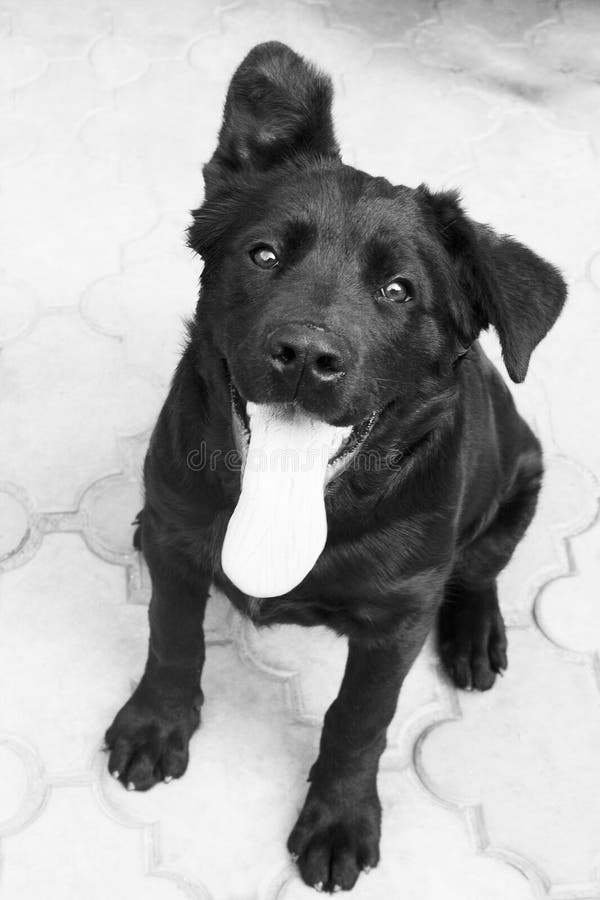 Black Small Dog. Photo. Black and White Stock Image Image of cute, alert 136975255