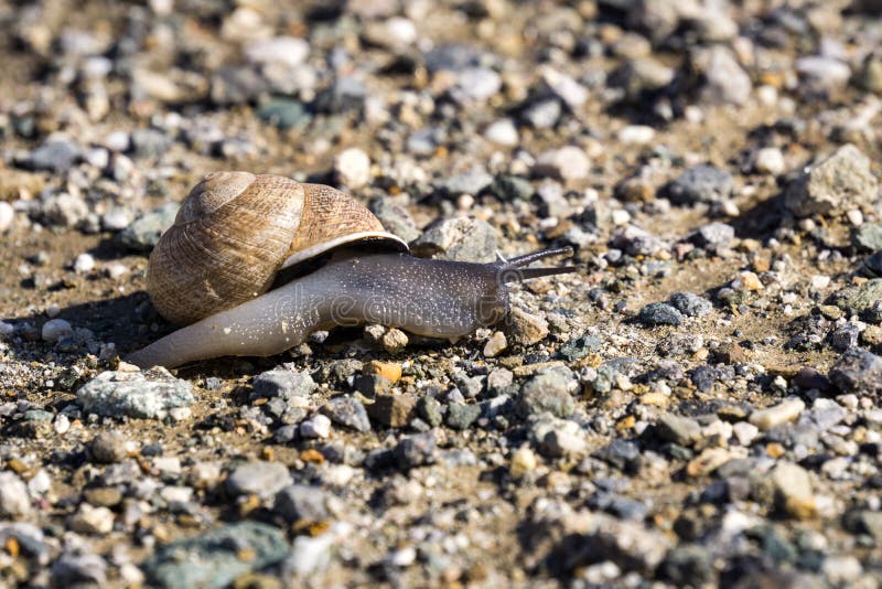 Snail on the path stock image. Image of tropical, stone 53300093