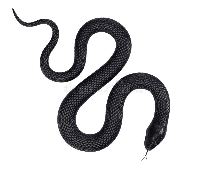 black and white snake images