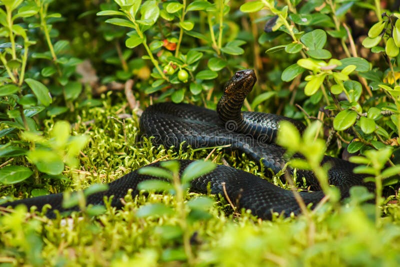 Black snake viper stock photo. Image of green, animal 45172460