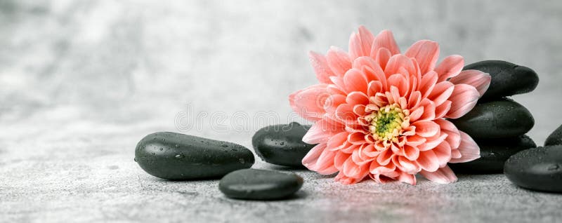 Black spa stones and pink flower on white marble background. beauty treatment concept. banner