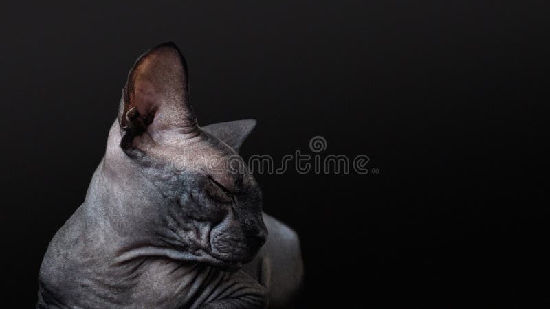 Sphynx Cat Blackhead / Kitty Litter Face Mask; organic face or body