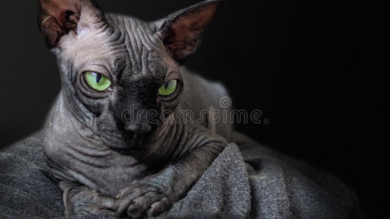 Mèo Không Lông mắt xanh trên nền đen: Đây là một bức hình rất đặc biệt với mèo Không Lông xinh đẹp và đôi mắt xanh tuyệt đẹp trên nền đen. Hãy cùng thưởng thức và chiêm ngưỡng vẻ đẹp đầy chất riêng của bức hình này.