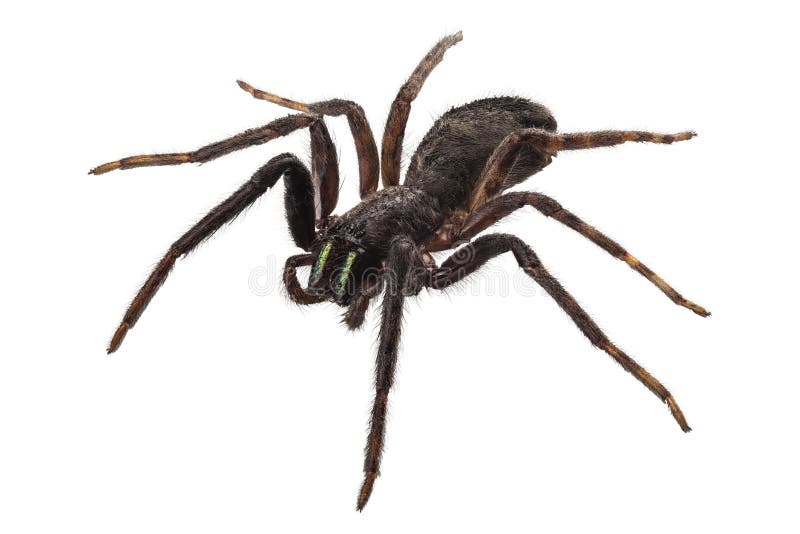 Black Spider Species Tegenaria Sp Stock Photo Image of creature