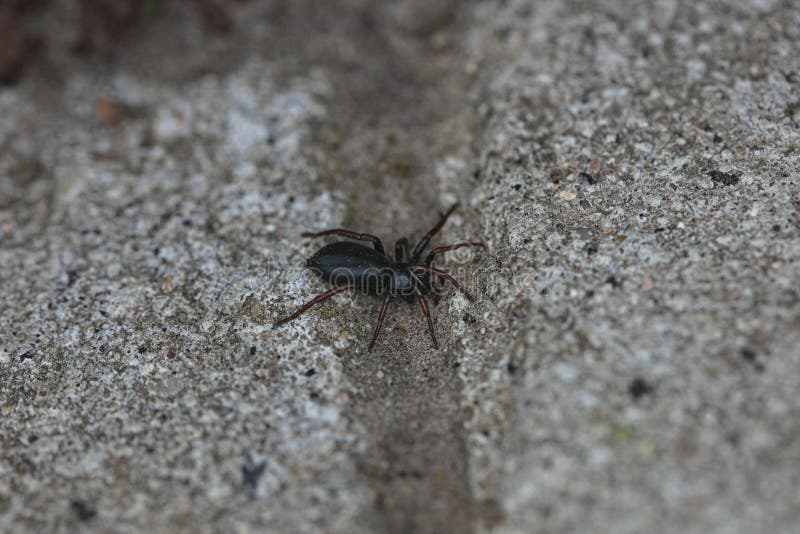 Black spider walking on the stone road stock photography Black spider walking on the stone road stock photography