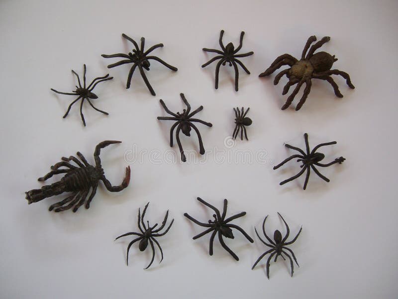 Black Spiders To the Background Stock Photo Image of alacran