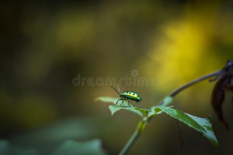 Black spotted Jewel Beetle on leaf royalty free stock image Black spotted Jewel Beetle on leaf royalty free stock image