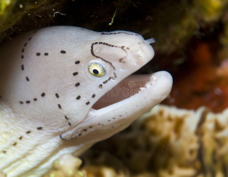 Black spotted moray eel stock image. Image of open, beauty 11991395
