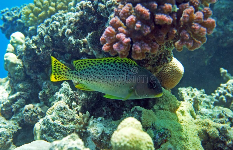Black Spotted Sweetlips or Grunt Fish Stock Image - Image of fauna ...