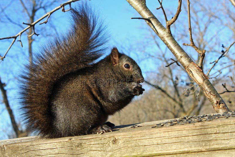 Black Squirrel