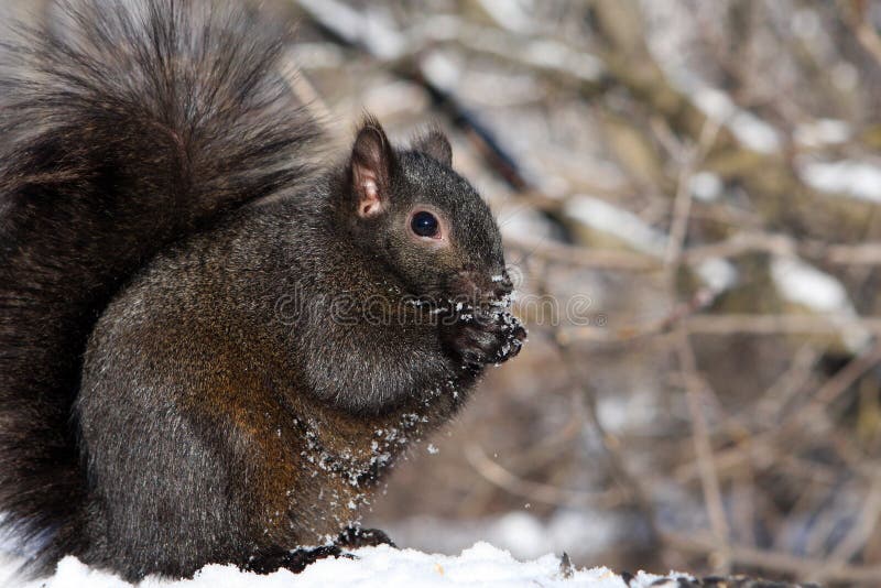 Black Squirrel stock image. Image of grey, outside, gray  12474489