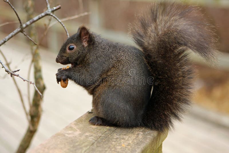 Black Squirrel Eating Peanut On Boardwalk Rail. Boardwalk rail stock images, royalty-free photos and pictures