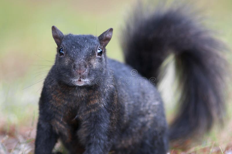 Black Baby Squirrel