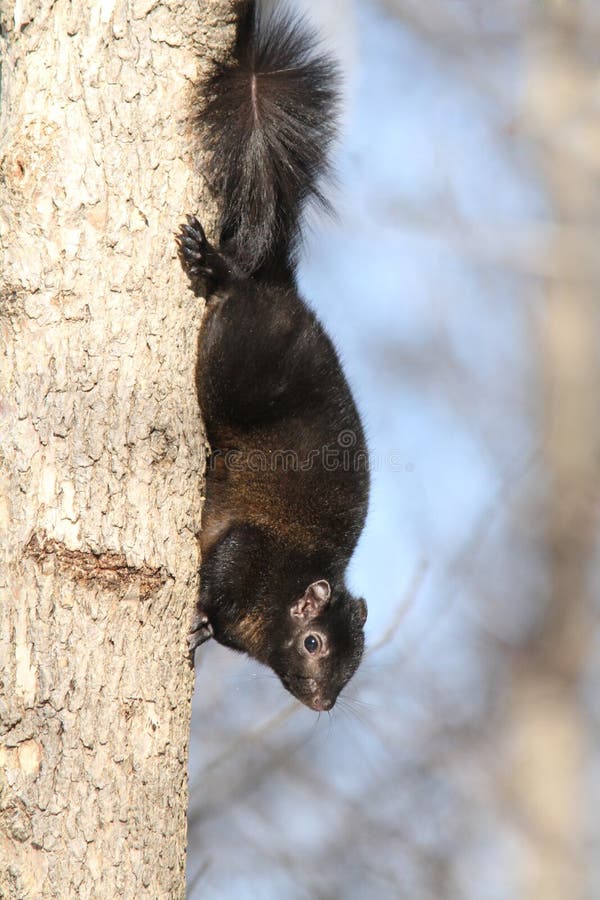 Black squirrel stock image. Image of mammal, black, fluff  23505825