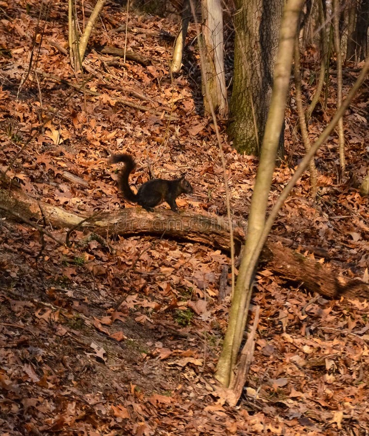 Squirrel Season Indiana 2025 Moll Sydney